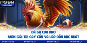 Đá Gà Cựa Dao – Môn Giải Trí Gay Cấn Và Hấp Dẫn Bậc Nhất